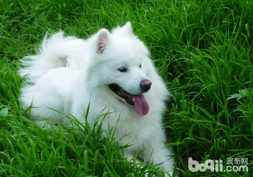 What signs should your dog pay attention to when going out
